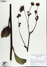 Silphium terebinthinaceum image