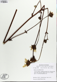 Silphium pinnatifidum image