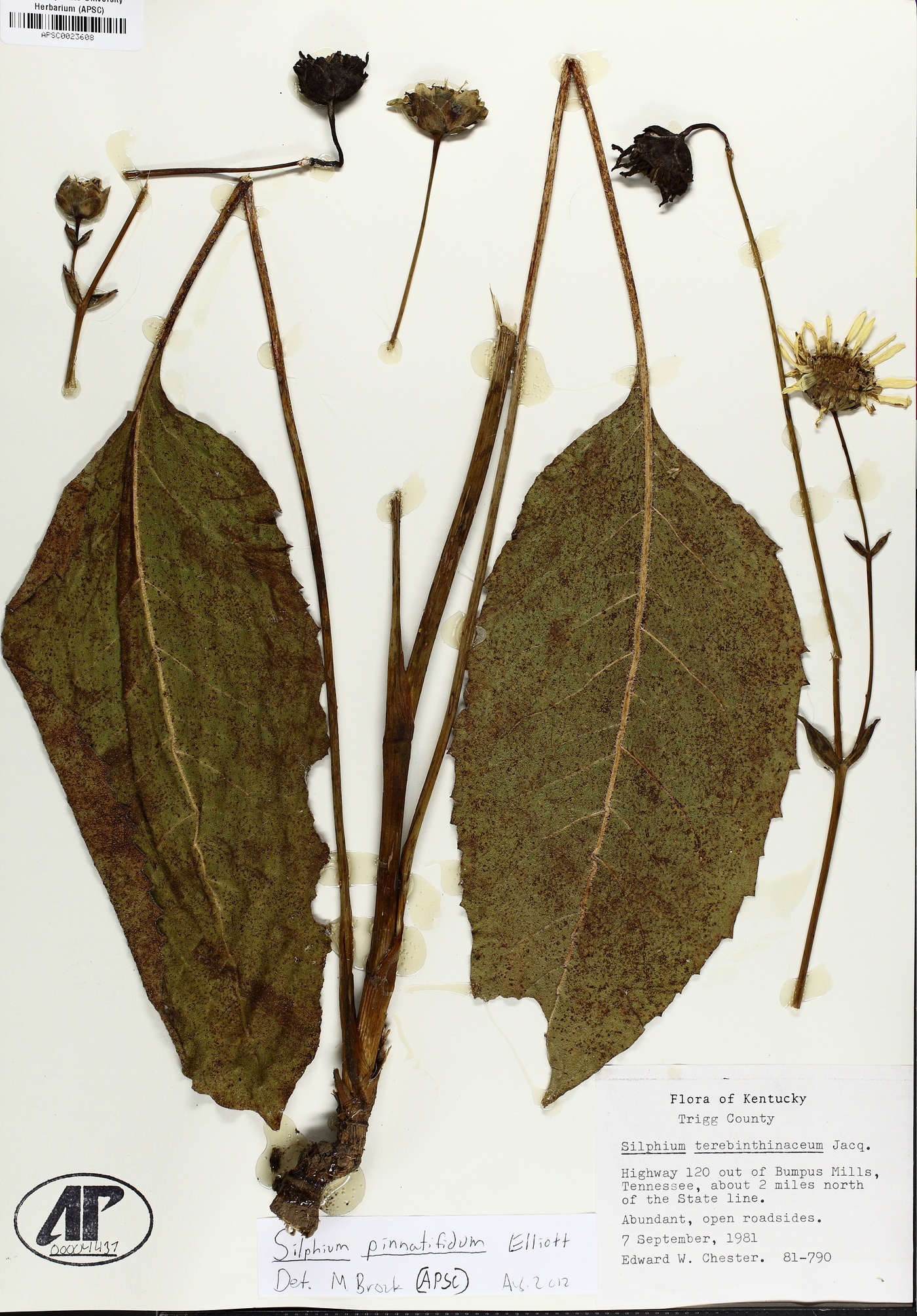 Silphium pinnatifidum image