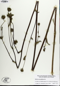 Silphium pinnatifidum image