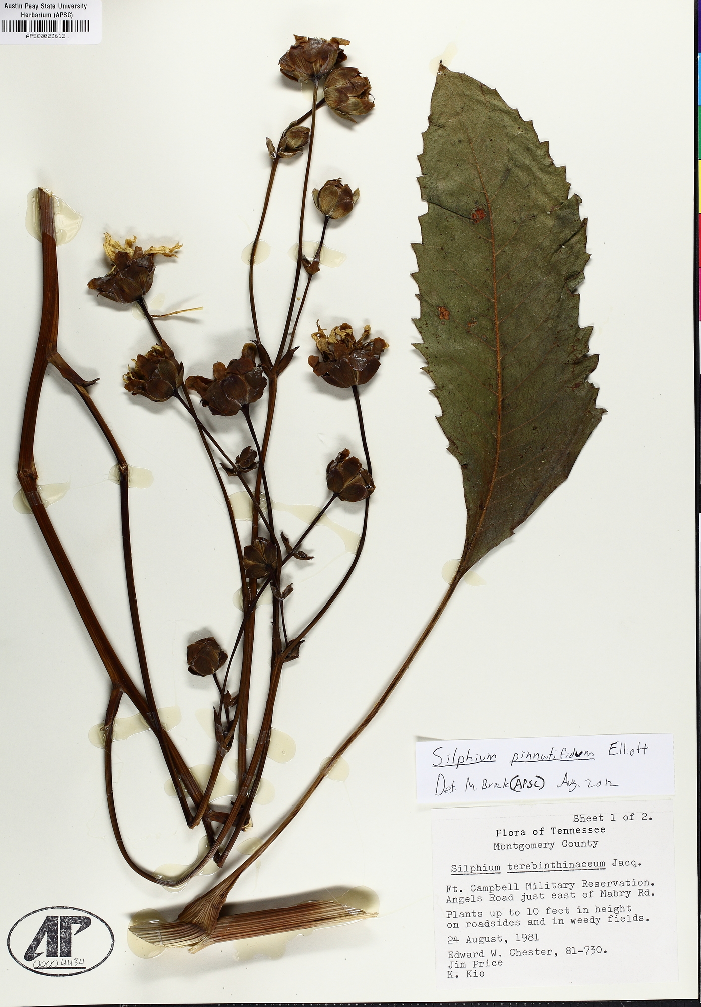 Silphium pinnatifidum image