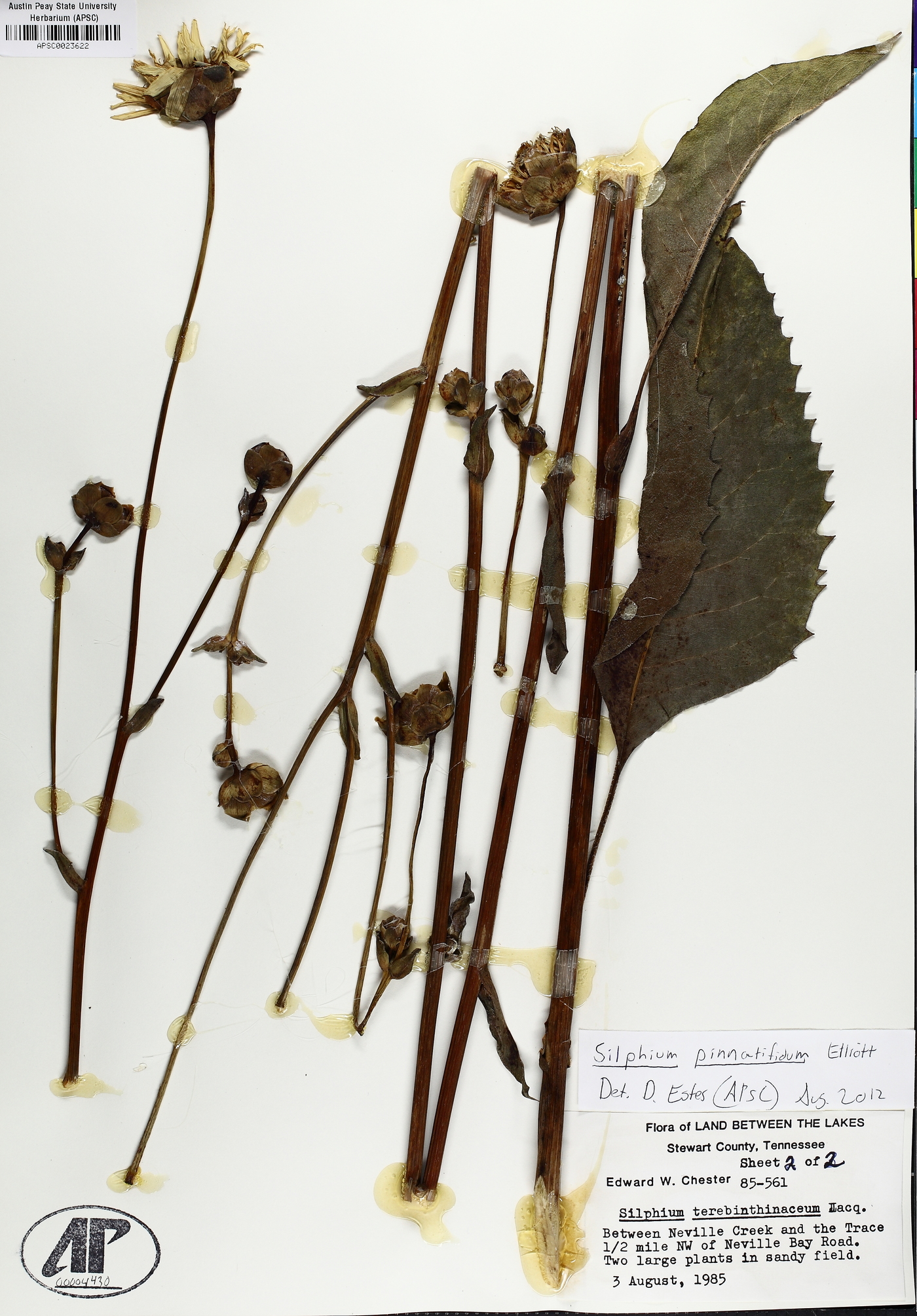 Silphium pinnatifidum image