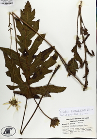 Silphium pinnatifidum image