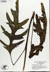 Silphium pinnatifidum image