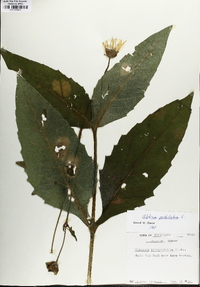 Silphium perfoliatum image