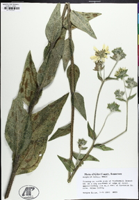 Silphium mohrii image