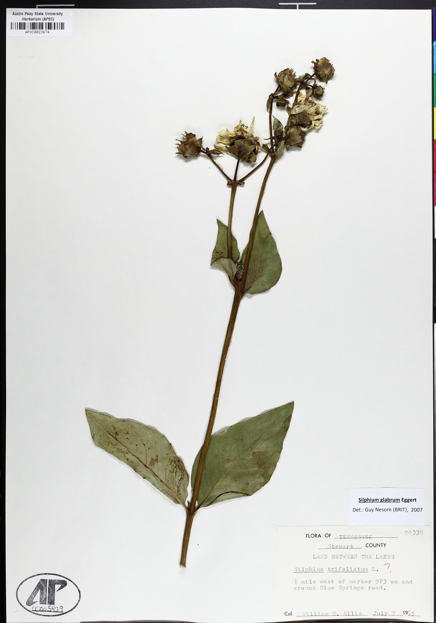Silphium asteriscus var. latifolium image