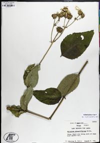Silphium asteriscus var. latifolium image