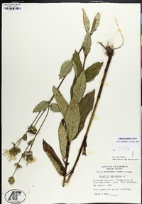 Silphium asteriscus var. latifolium image