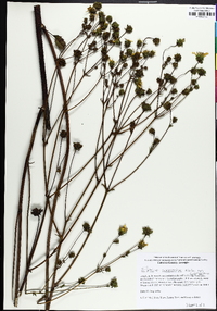 Silphium compositum image