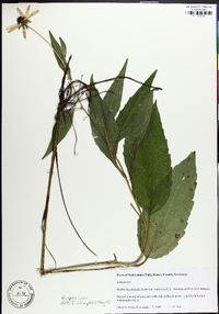 Rudbeckia palustris image