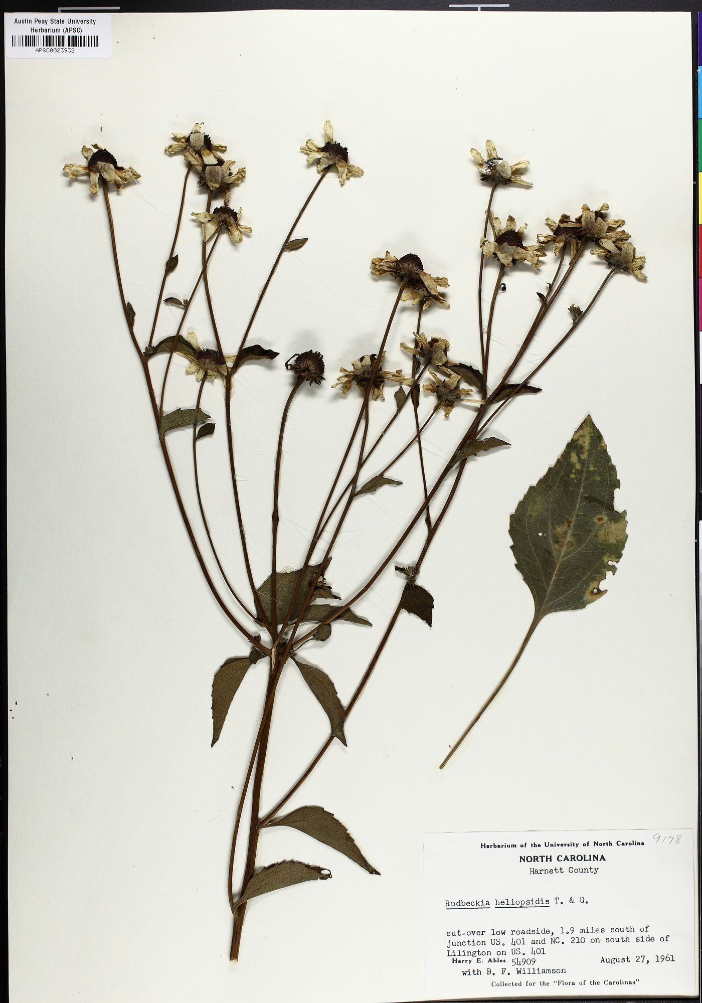 Rudbeckia heliopsidis image