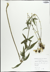 Ratibida pinnata image