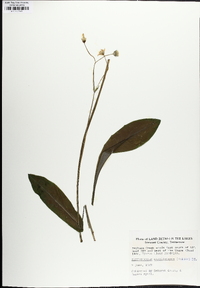 Krigia biflora image