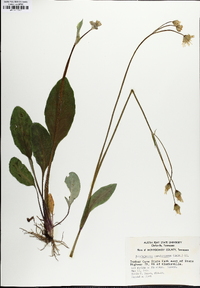 Krigia biflora image