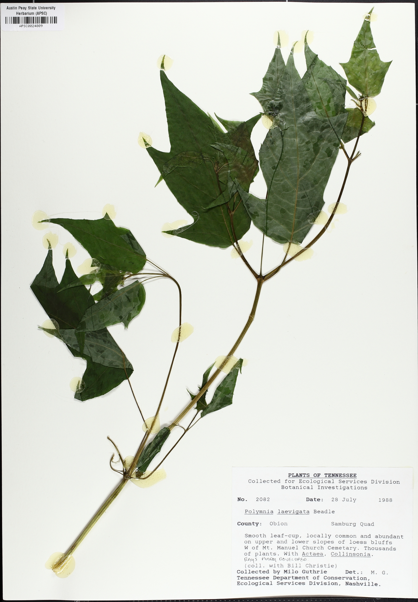 Polymnia laevigata image