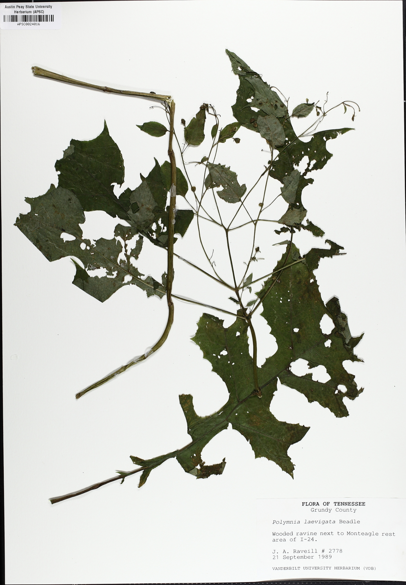 Polymnia laevigata image
