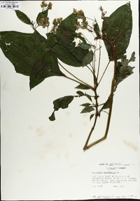 Polymnia canadensis image