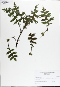 Polymnia canadensis image