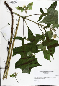 Polymnia canadensis image