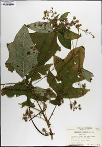 Polymnia canadensis image