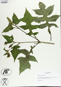 Polymnia canadensis image