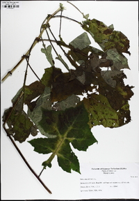 Polymnia canadensis image