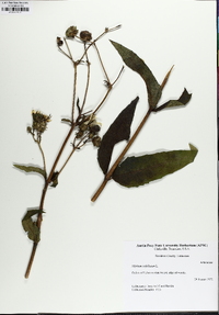 Silphium asteriscus image