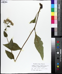 Parthenium integrifolium image