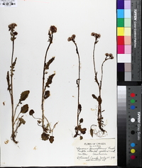 Packera pauciflora image