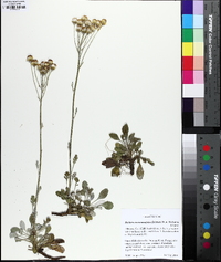 Packera antennariifolia image