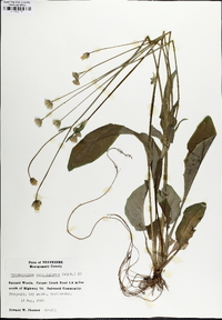 Krigia biflora image