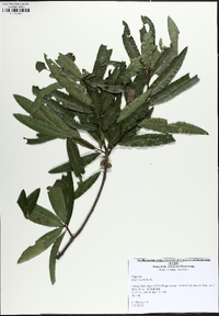 Quercus phellos image