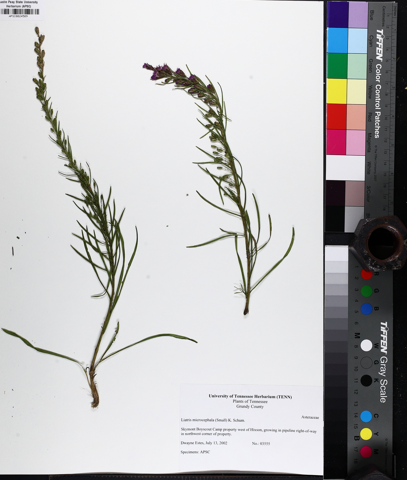 Liatris microcephala image