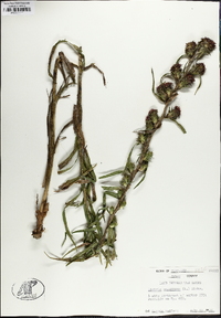 Liatris squarrosa image