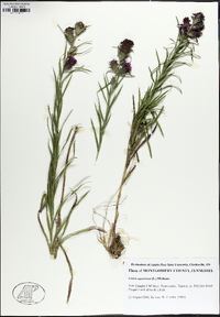 Liatris squarrosa image