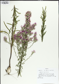 Liatris elegans image