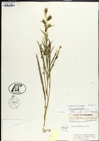 Liatris cylindracea image