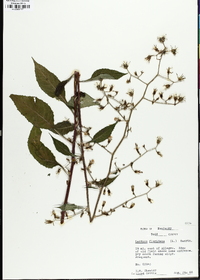 Lactuca floridana image