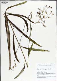 Lactuca graminifolia image