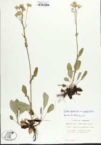 Packera paupercula var. pseudotomentosa image