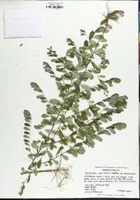 Phyllanthus caroliniensis image