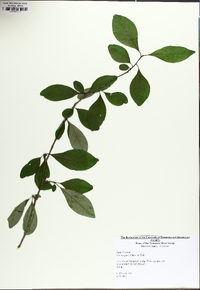 Ilex longipes image