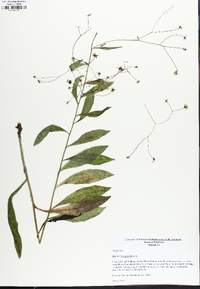 Hieracium paniculatum image