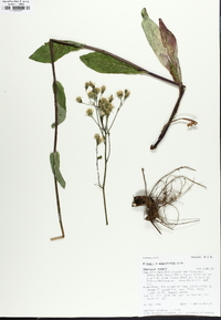 Hieracium albiflorum image