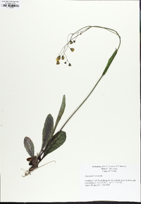 Hieracium venosum image