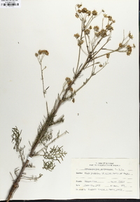 Hymenopappus scabiosaeus image