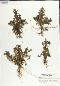 Matricaria discoidea image