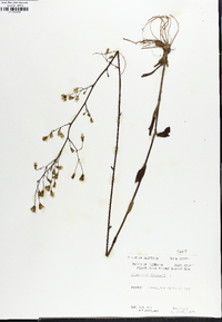 Hieracium gronovii image