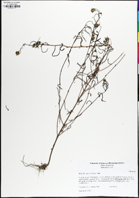 Helianthus porteri image